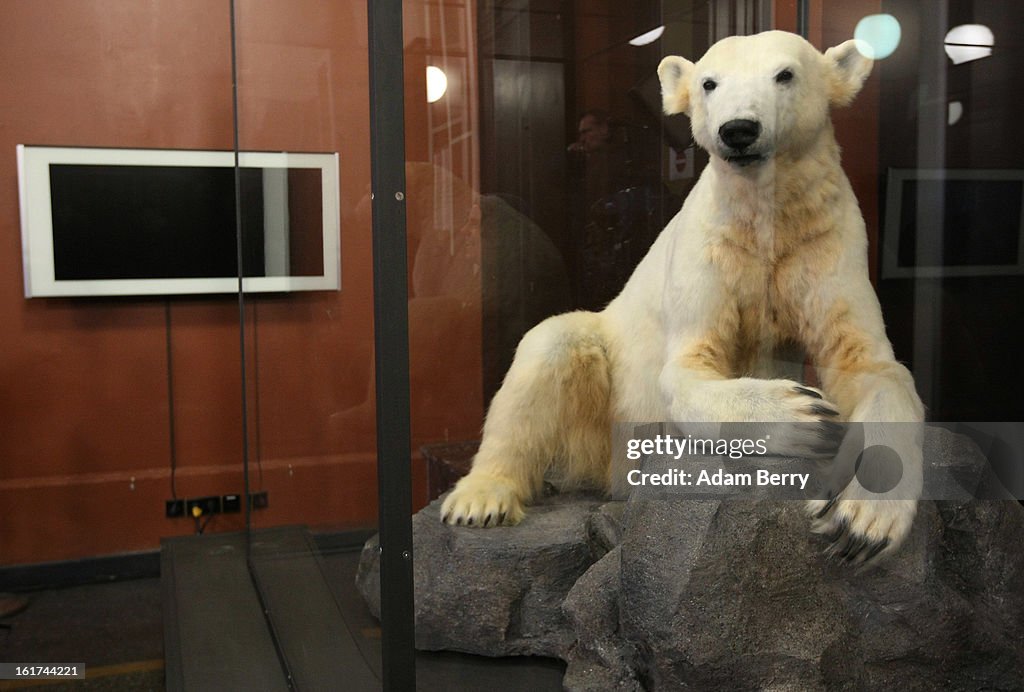 Model Of Knut The Polar Bear Goes On Display At Natural History Museum In Berlin