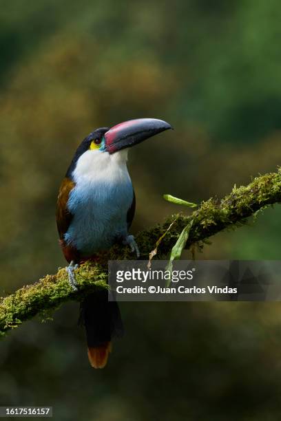 black-billed mountain-toucan - wildlife colombia stock-fotos und bilder