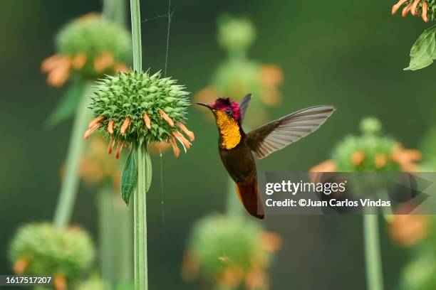 ruby-topaz hummingbird - pic of hummingbird stock pictures, royalty-free photos & images