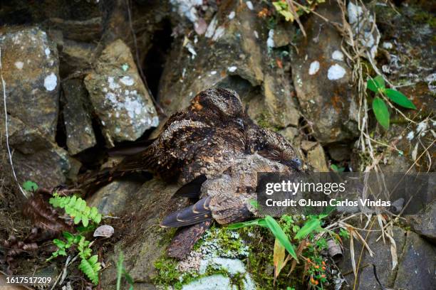 lyre-tailed nightjar - lyre bird stock pictures, royalty-free photos & images