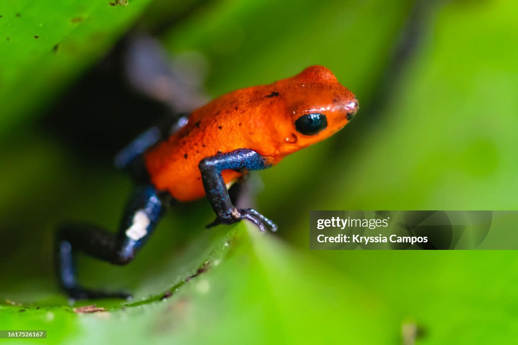 Close up to Cute Red Frog at Rainforest: Strawberry Poison Dart Frog