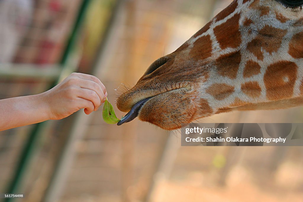 Boy feeding the Giraffe