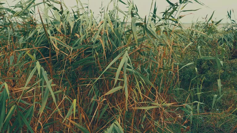 Common Reed Genus Common reed, or southern reed, Phragmites australis, a tall perennial ...