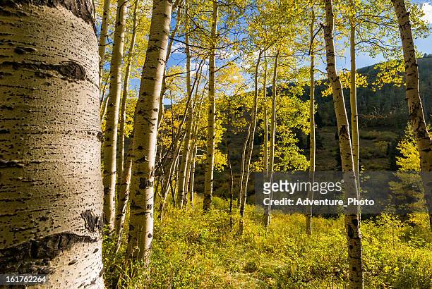 aspen forest fall colors - beaver creek colorado stockfoto's en -beelden