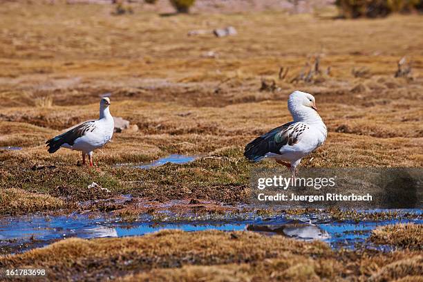 andean goose, chloephaga melanoptera - chloephaga melanoptera stock pictures, royalty-free photos & images