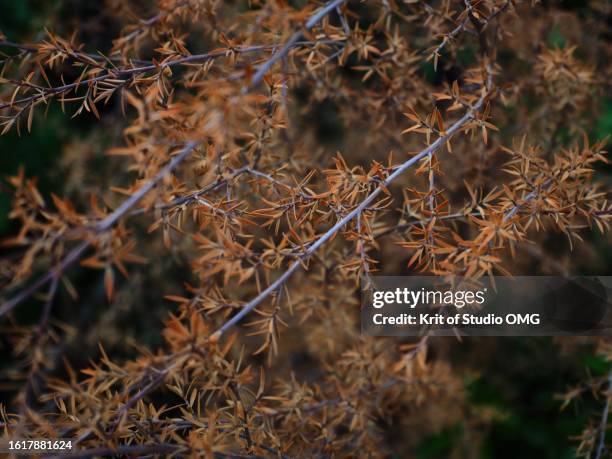 brown leaves of the dead manuka tree - manuka honey stock pictures, royalty-free photos & images