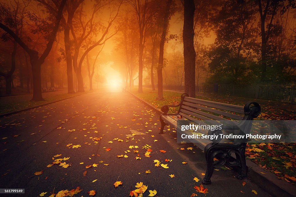 Bench in foggy autumn park