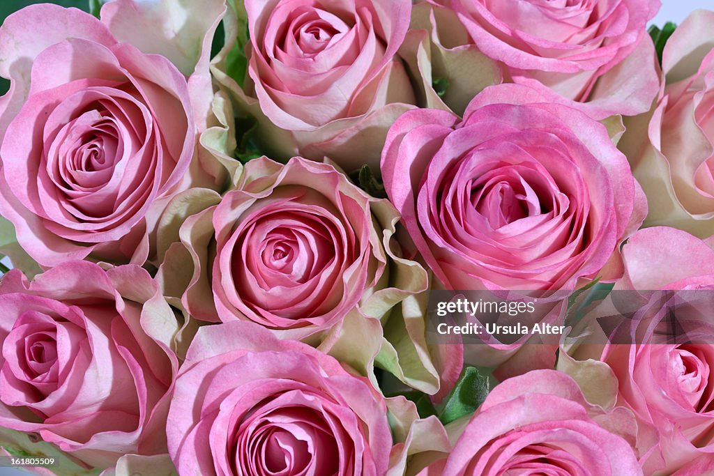 Bed of pink roses