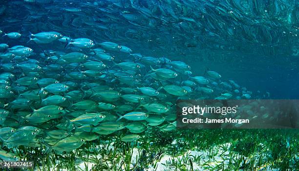 School of fish seen from underwater with seabed