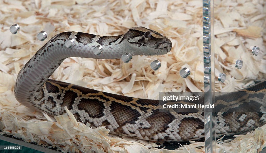 Fla Python Bounty A Burmese python is on display at the python hunt awards ceremony at ...