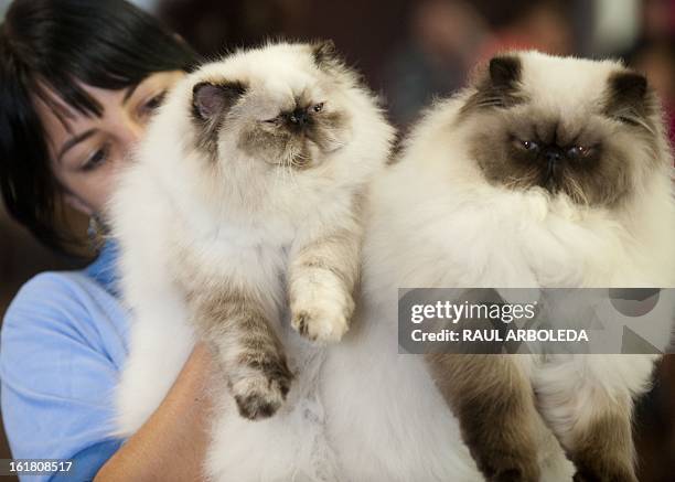 Woman carries Himalayan cats during the V International Feline Fair in Medellin, Antioquia department, Colombia on February 16, 2013. AFP PHOTO/Raul...