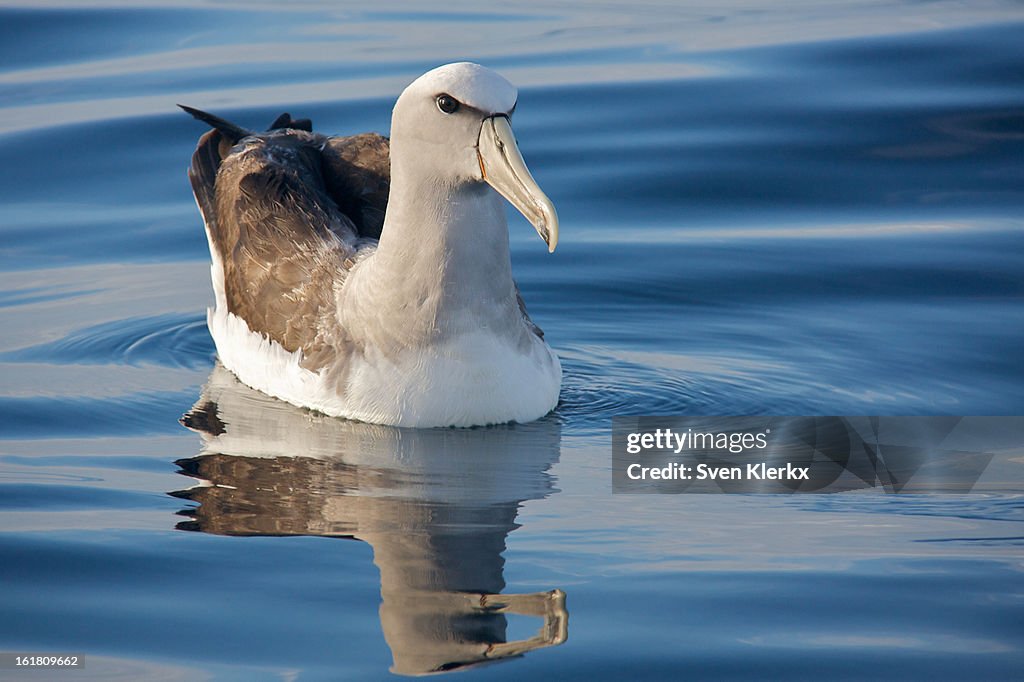 Albatros Encounter