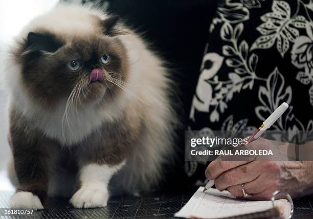 Judge checks a Himalayan cat during the V International Feline Fair in Medellin, Antioquia department, Colombia on February 16, 2013. AFP PHOTO/Raul...