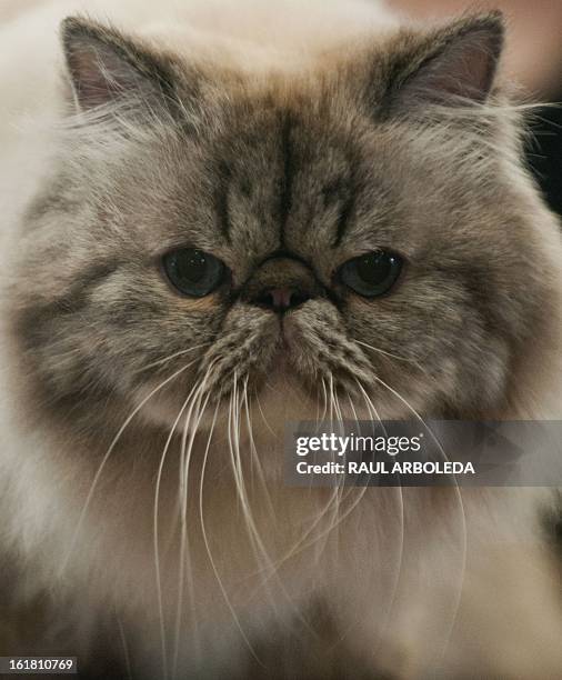 Himalayan cat takes part in the V International Feline Fair in Medellin, Antioquia department, Colombia on February 16, 2013. AFP PHOTO/Raul ARBOLEDA