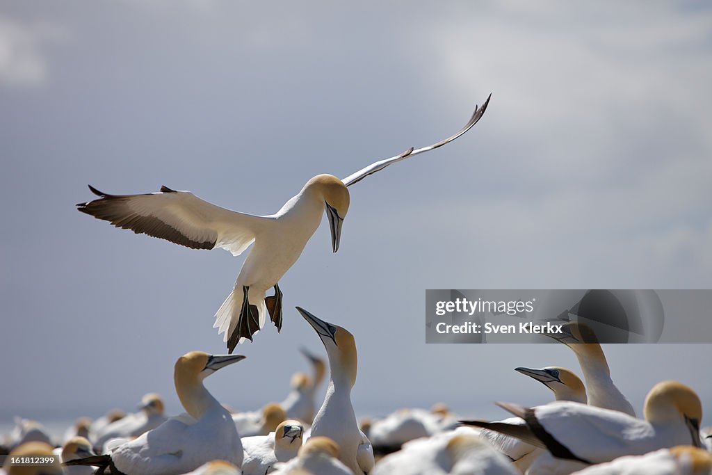 Gannet