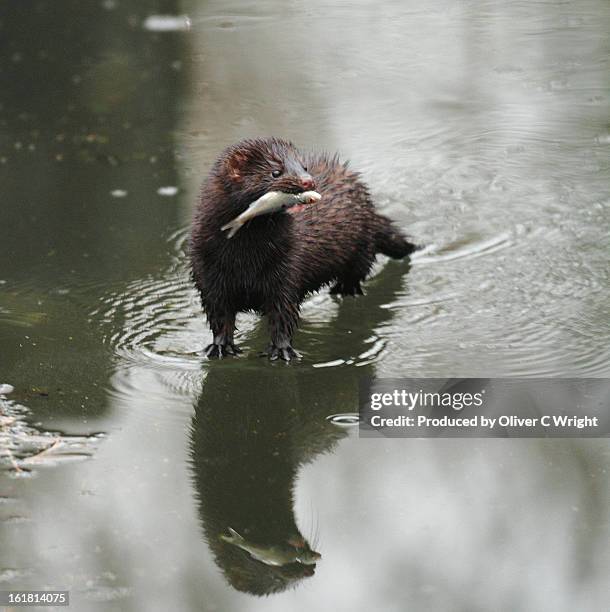 reflected mink with fish - mink animal - fotografias e filmes do acervo