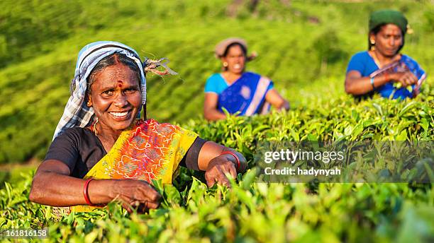 tamil pickers plucking tea leaves on plantation, southern india - organic farming stock pictures, royalty-free photos & images