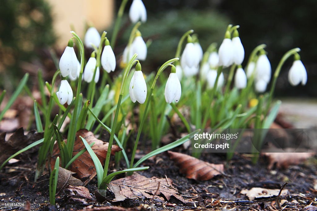 Snowdrops