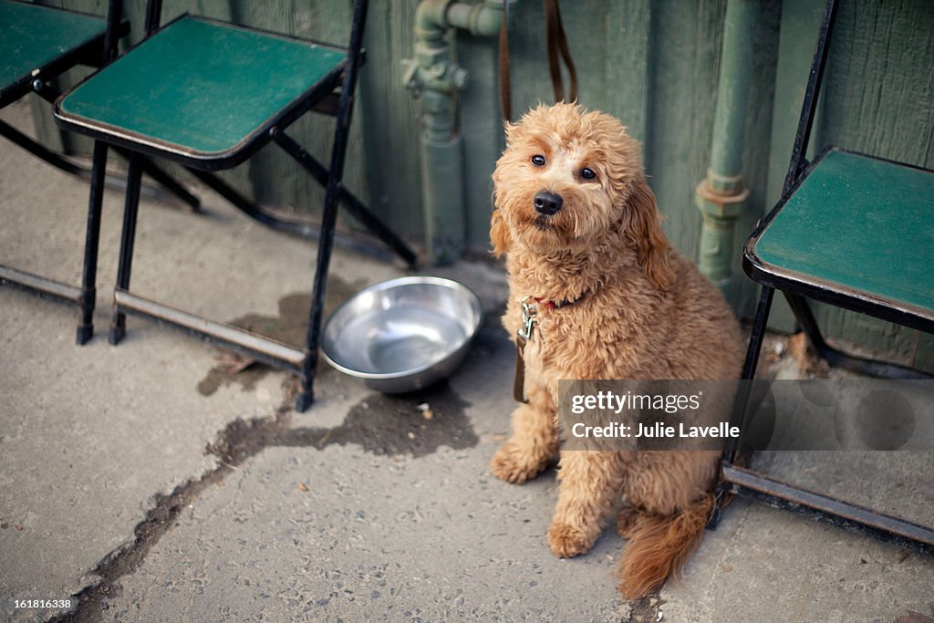 Cute dog waiting for owner outside coffee shop