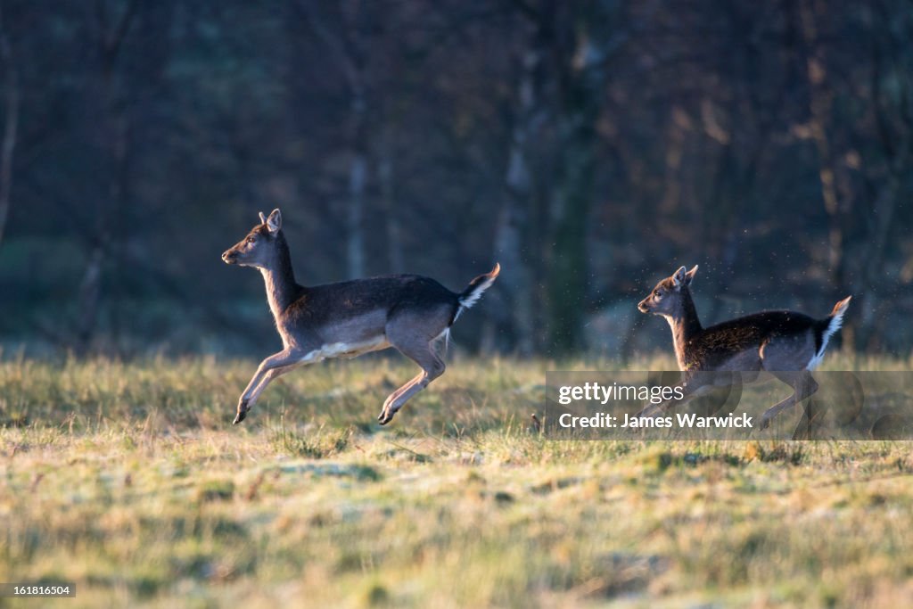 Fallow deer mother and young 'stotting'