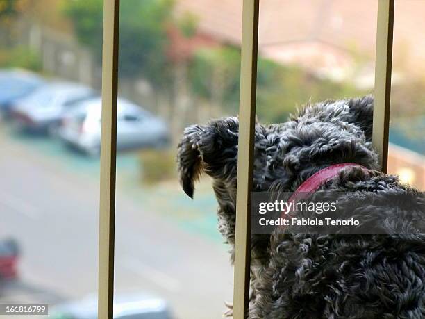 dog on the balcony - car pet barrier stock pictures, royalty-free photos & images