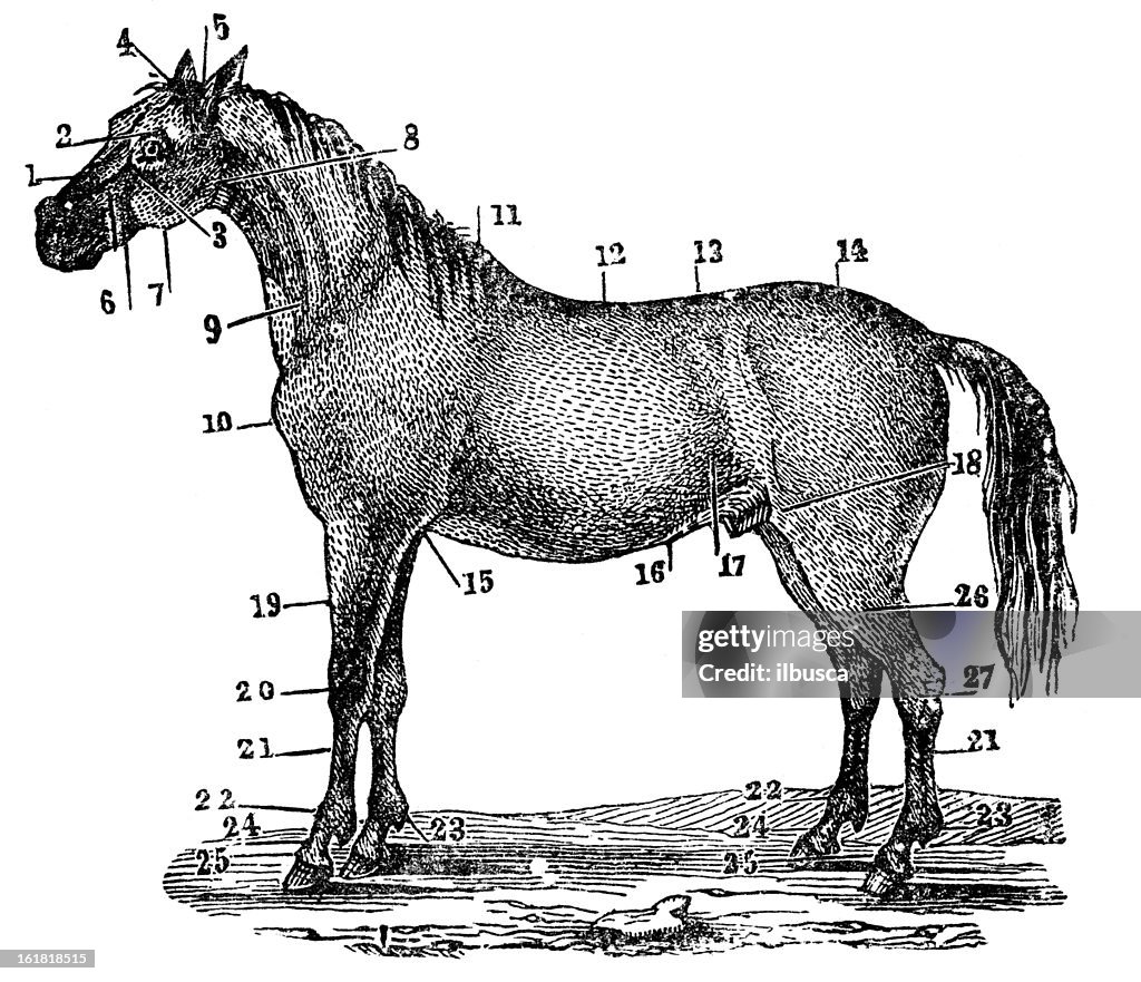 Labeled horse