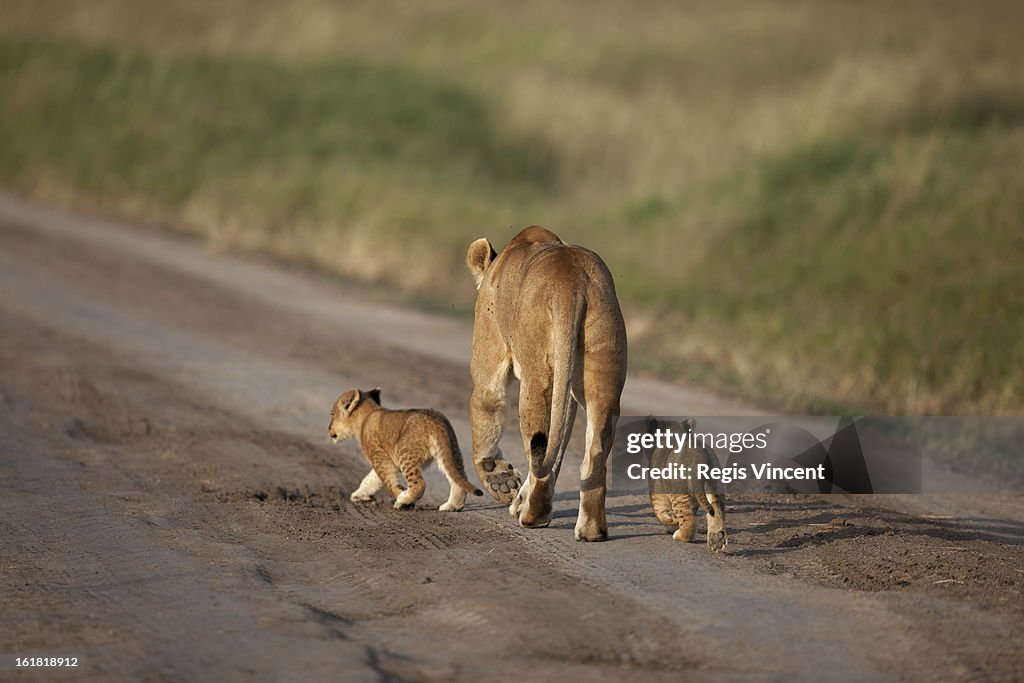 Lion family