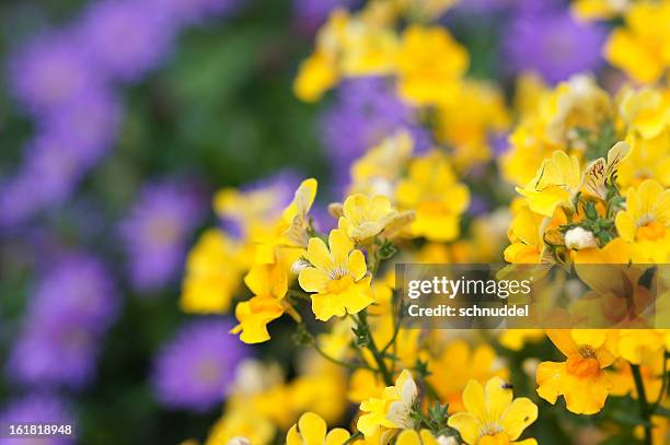 yellow nemesia fruticans flowers - oxeye daisy stock pictures, royalty-free photos & images