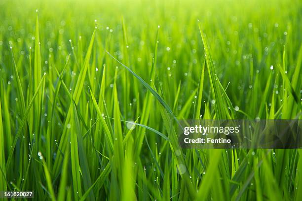 morning dew gocce su verde leafs - rice paddy foto e immagini stock