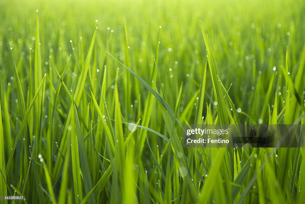 Gotas de orvalho da manhã nas folhas de verde