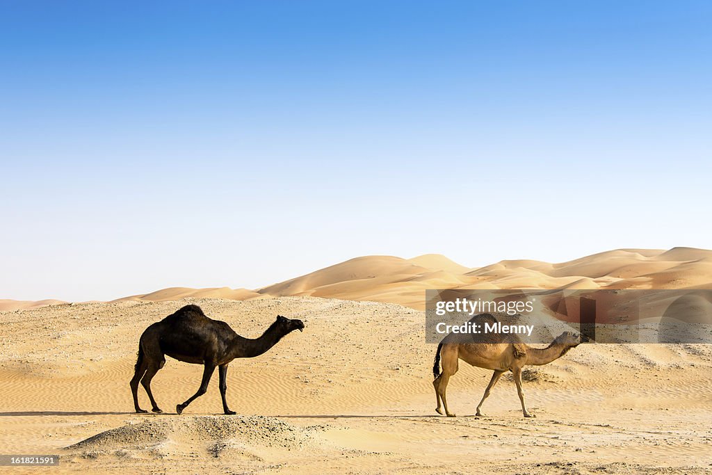 Schwarz und Braun Camel zusammen