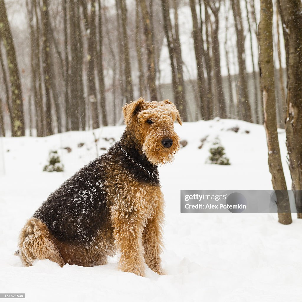 Airedale terrier dog sitting in snow