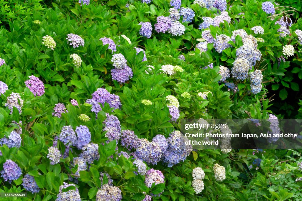 Hydrangea paniculata/Particle hydrangea: Multi-stemmed, Woody, Deciduous Shrub with Bright Blossoms