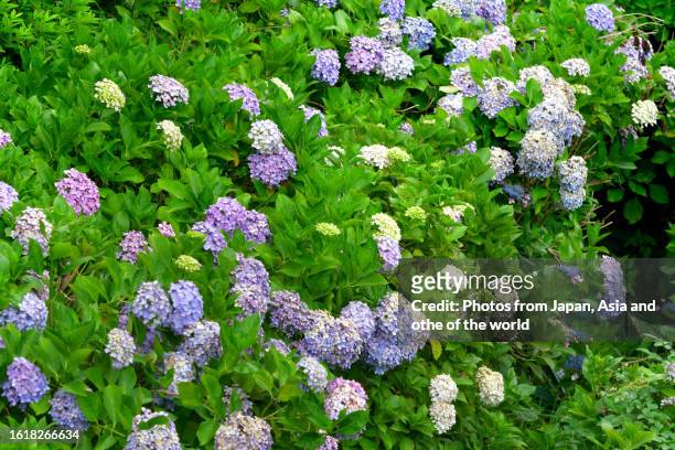 hydrangea paniculata/particle hydrangea: multi-stemmed, woody, deciduous shrub with bright blossoms - may in the summer stock pictures, royalty-free photos & images