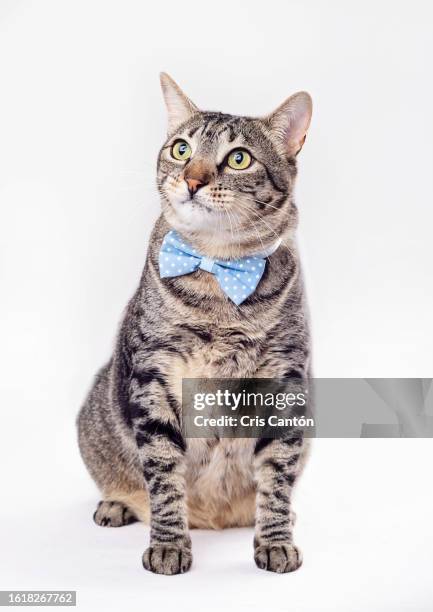 tabby cat looking wearing blue bow tie on white background - cat bow tie stock pictures, royalty-free photos & images