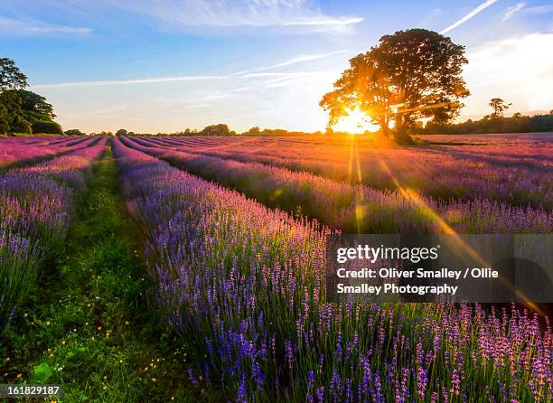 lavender field sunset. - lavendel stock-fotos und bilder