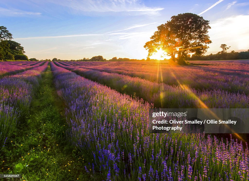 Lavender Field Sunset.