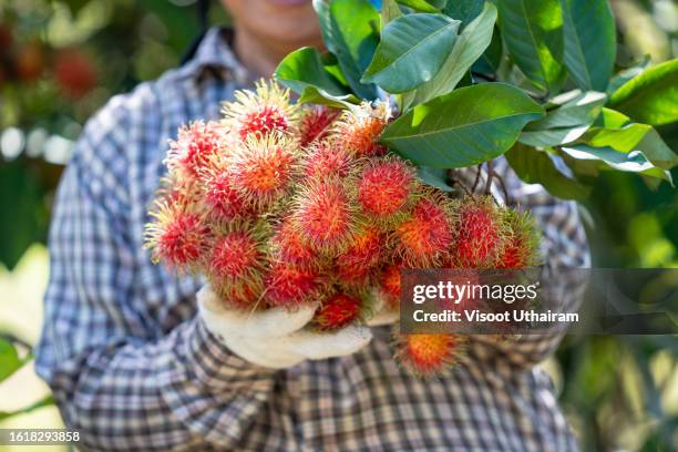 freshly picked rambutans, farmer harvesting ripe rambutan fruit in the plantation. - rambutan stock pictures, royalty-free photos & images
