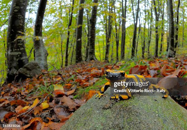 fire salamander - fire salamander stock pictures, royalty-free photos & images