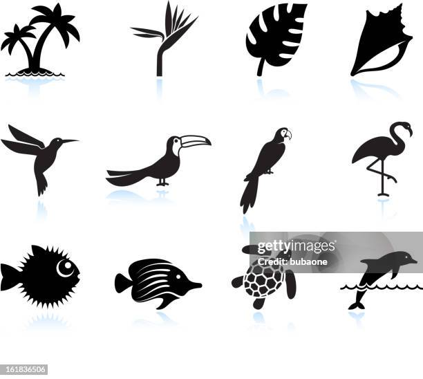 illustrations, cliparts, dessins animés et icônes de plantes tropicales poissons et oiseaux black & ensemble d'icônes blanc - oiseau tropical