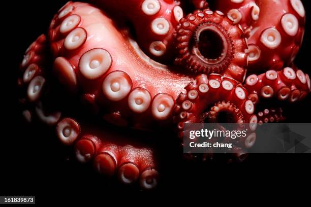 tentacoli di polpo - ventosa tentacolare foto e immagini stock