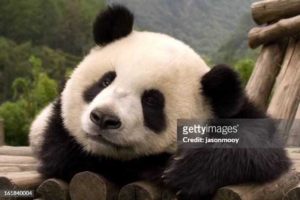 dreaming panda - panda stock pictures, royalty-free photos & images