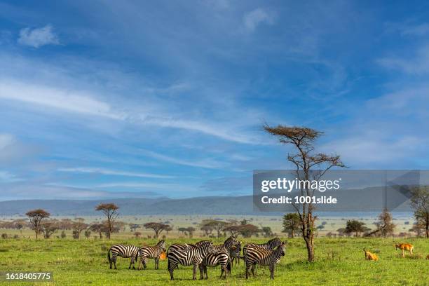 manada de cebras y ant�ílopes en la vida silvestre - masai mara national reserve fotografías e imágenes de stock