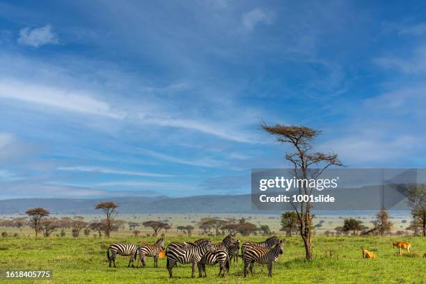 zebra herd and antelopes in wildlife - acacia trees in the maasai mara national reserve kenya stock pictures, royalty-free photos & images