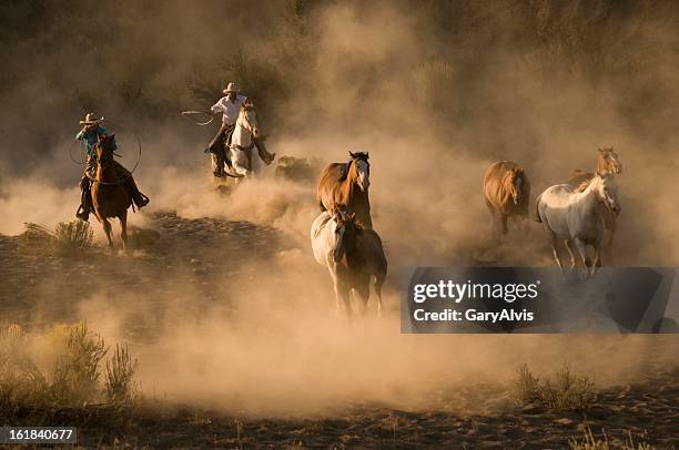 horses - cowboy riding stock pictures, royalty-free photos & images