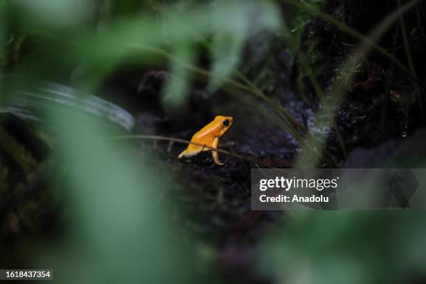 The golden poison dart frog is seen in Cota, Cundinamarca on August 21, 2023. Colombia's Bioparque La Reserva is a vital sanctuary for endangered...