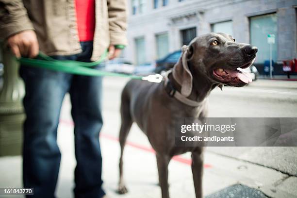 taking the dog for a walk - weimaraner stockfoto's en -beelden