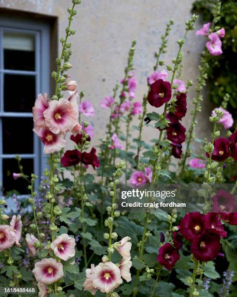 garden flowers - hollyhock stock pictures, royalty-free photos & images