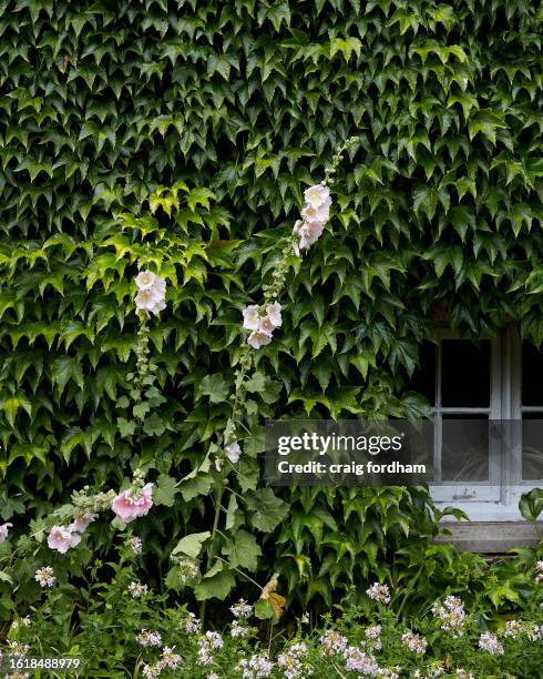 garden flowers - hollyhock stock pictures, royalty-free photos & images