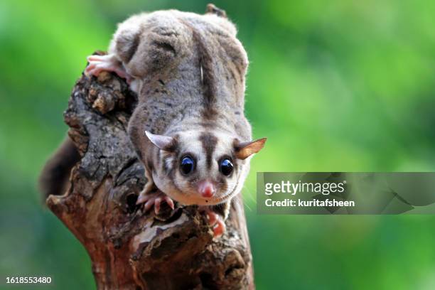 close-up of a sugar glider (petaurus breviceps) on a branch, indonesia - sugar glider stock pictures, royalty-free photos & images